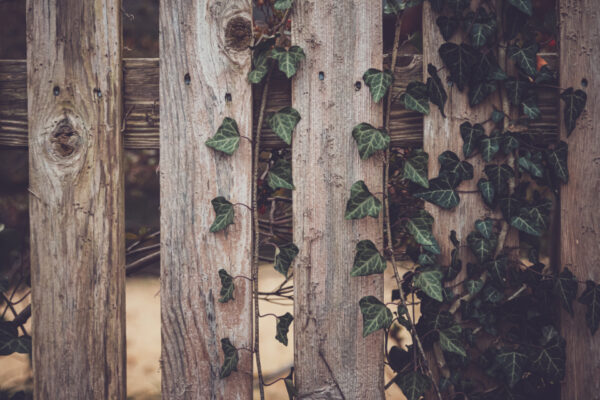 fence vine