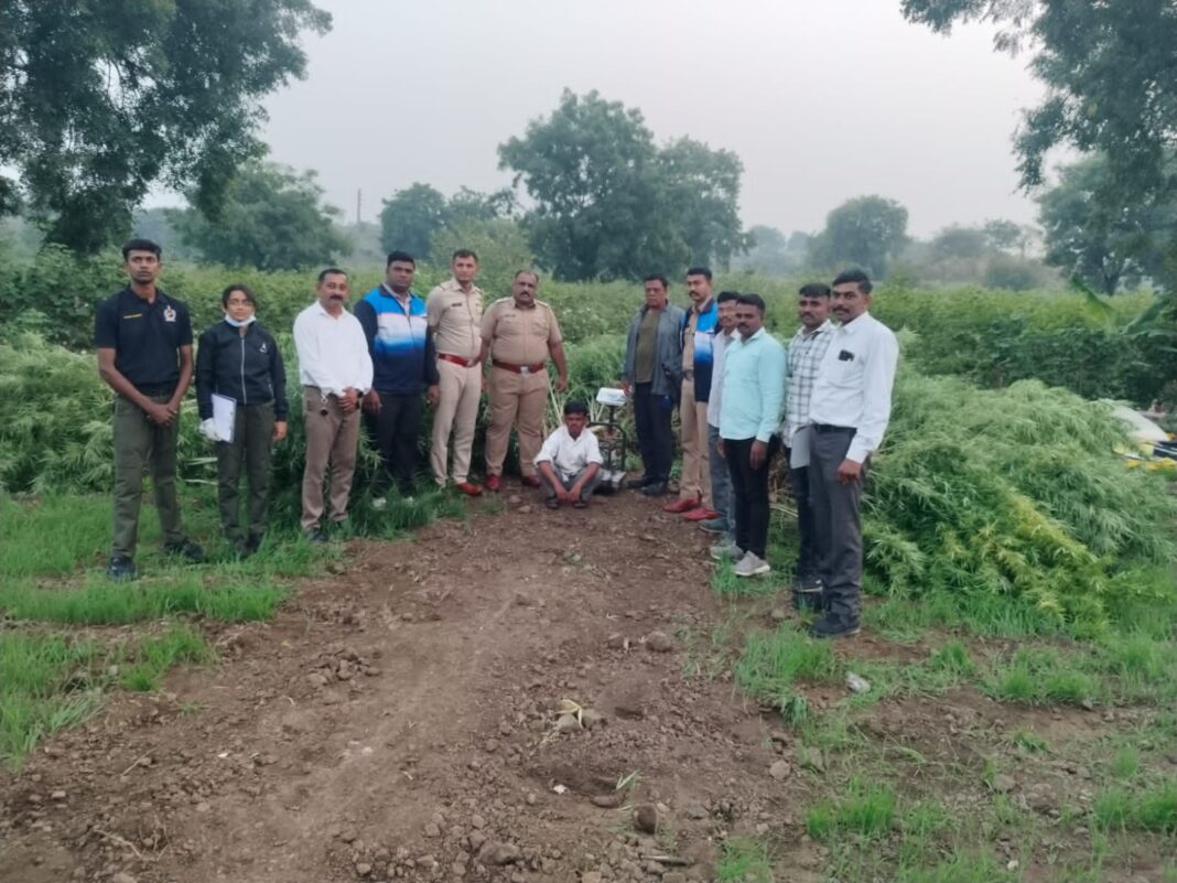 मुक्ताईनगर तालुक्यातील हरताळे शिवारात 35 लाखांचा गांजा जप्त मोठी कारवाई मुक्ताईनगर तालुक्यातील हरताळे शिवारात 35 लाखांचा गांजा जप्त मोठी कारवाई