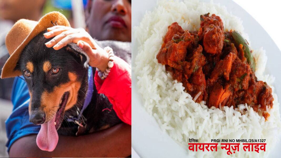 इस शहर के Street Dogs की हुई मौज, दिन में दो बार परोसा जाएगा ‘चिकन राइस’, सरकार पर कितना आएगा खर्च? | Street dogs in Bengaluru get chicken rice twice a day, Karnataka government will spend Rs 50 per dog every day. इस शहर के Street Dogs की हुई मौज, दिन में दो बार परोसा जाएगा ‘चिकन राइस’, सरकार पर कितना आएगा खर्च? | Street dogs in Bengaluru get chicken rice twice a day, Karnataka government will spend Rs 50 per dog every day.