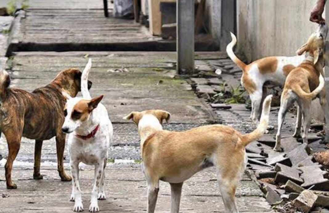 मुक्ताईनगरमध्ये भटक्या कुत्र्यांचा हैदोस एकाच दिवसात तीन जणांना चावा; नगरपंचायत प्रशासन सुस्त? मुक्ताईनगरमध्ये भटक्या कुत्र्यांचा हैदोस एकाच दिवसात तीन जणांना चावा; नगरपंचायत प्रशासन सुस्त?