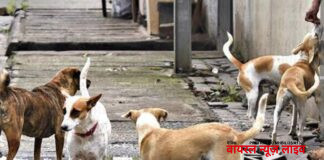 मुक्ताईनगरमध्ये भटक्या कुत्र्यांचा हैदोस एकाच दिवसात तीन जणांना चावा; नगरपंचायत प्रशासन सुस्त?