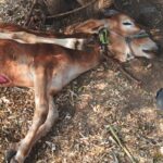 हरताळा शिवारात वन विभागाने लावले तीन ट्रॅप कॅमेरे, बिबट्याने केला शेतकऱ्याचा वळू ठार.