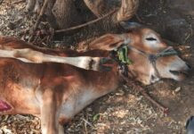 हरताळा शिवारात वन विभागाने लावले तीन ट्रॅप कॅमेरे, बिबट्याने केला शेतकऱ्याचा वळू ठार.