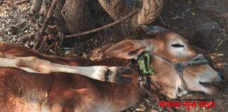 हरताळा शिवारात वन विभागाने लावले तीन ट्रॅप कॅमेरे, बिबट्याने केला शेतकऱ्याचा वळू ठार.