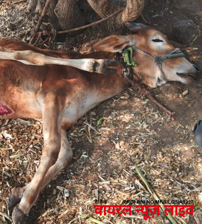 हरताळा शिवारात वन विभागाने लावले तीन ट्रॅप कॅमेरे, बिबट्याने केला शेतकऱ्याचा वळू ठार.