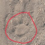 हरताळा शिवारात वन विभागाने लावले तीन ट्रॅप कॅमेरे, बिबट्याने केला शेतकऱ्याचा वळू ठार.