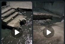 मलकापूर | प्रभाग क्रमांक ९ मध्ये नाल्यांच्या स्वच्छतेअभावी गंभीर परिस्थिती