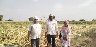 अवकाळी पावसाने शेतात झोपलेली पिके शिवसेना (उबाठा) ने तहसीलदारांच्या दालनात आणून टाकण्याच्या धास्तीने भाडगणी येथील नुकसानग्रस्त शेतकऱ्यांचा प्रशासनाने केला सर्व्हे