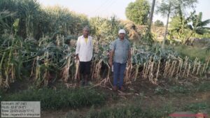 अवकाळी पावसाने शेतात झोपलेली पिके शिवसेना (उबाठा) ने तहसीलदारांच्या दालनात आणून टाकण्याच्या धास्तीने भाडगणी येथील नुकसानग्रस्त शेतकऱ्यांचा प्रशासनाने केला सर्व्हे 3 अवकाळी पावसाने शेतात झोपलेली पिके शिवसेना (उबाठा) ने तहसीलदारांच्या दालनात आणून टाकण्याच्या धास्तीने भाडगणी येथील नुकसानग्रस्त शेतकऱ्यांचा प्रशासनाने केला सर्व्हे