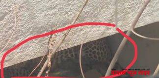 मुक्ताईनगर शासकीय विश्रामगृह परिसरात आढळला बिबट्या.