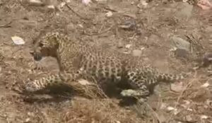 मुक्ताईनगरात जेरबंद बिबट्याची जंगलात रवानगी Viral News Live | हिंदी मराठी न्यूज़